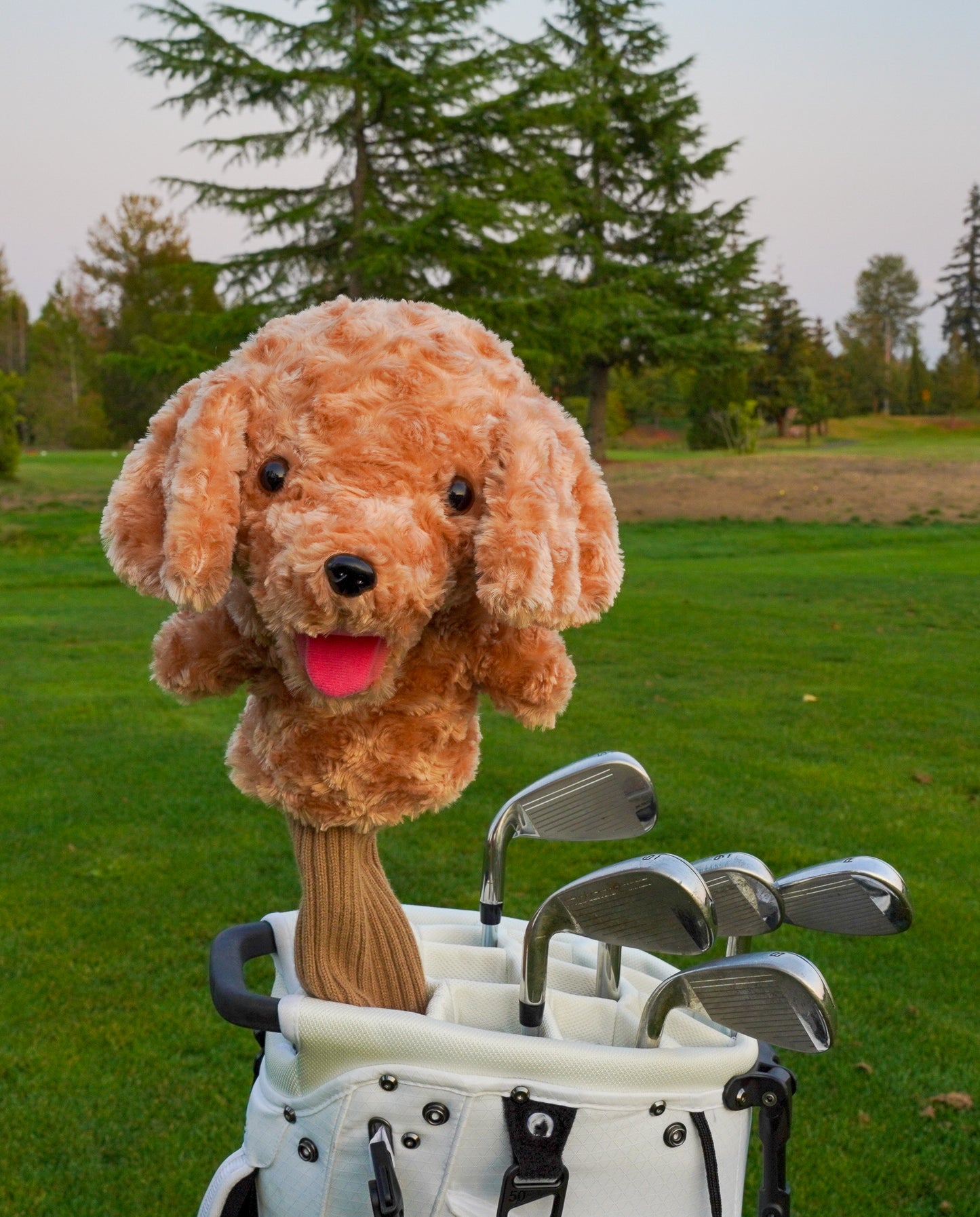 Poodle Brown