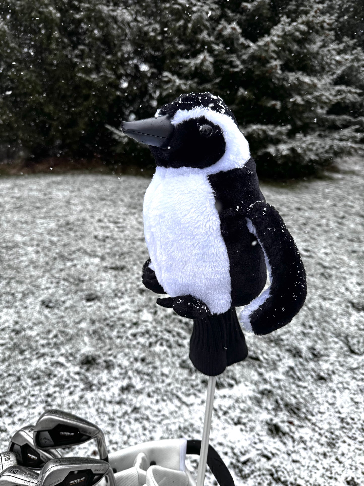 Penguin