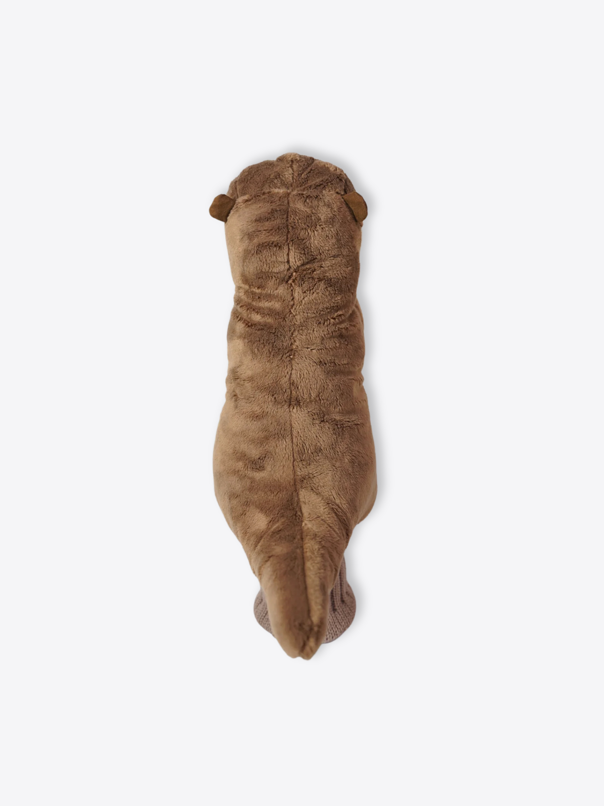 Sea Otter