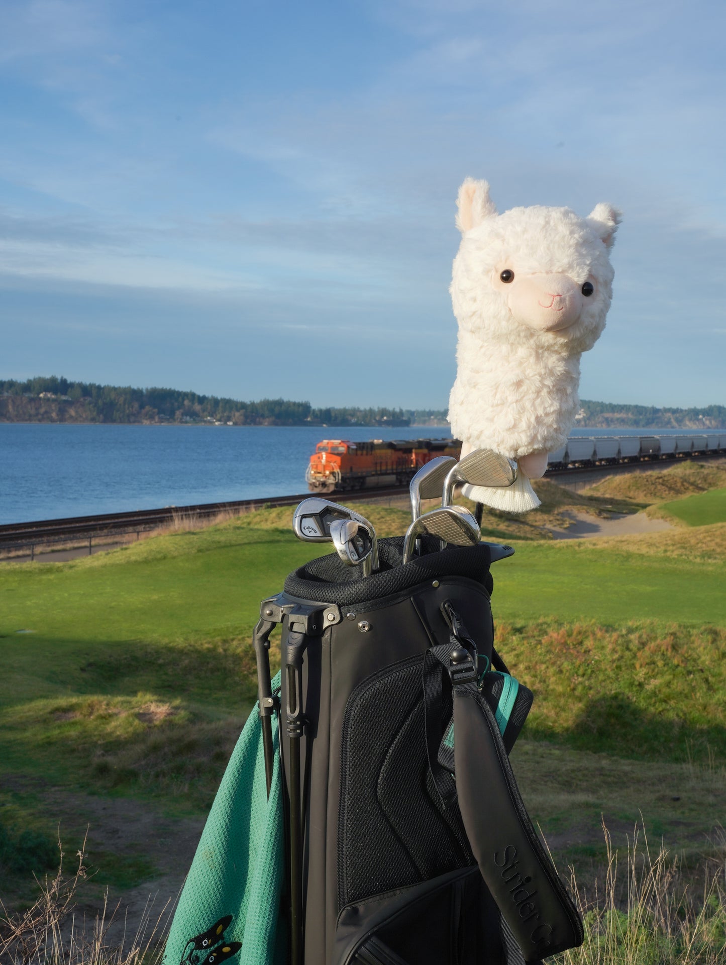 Alpaca